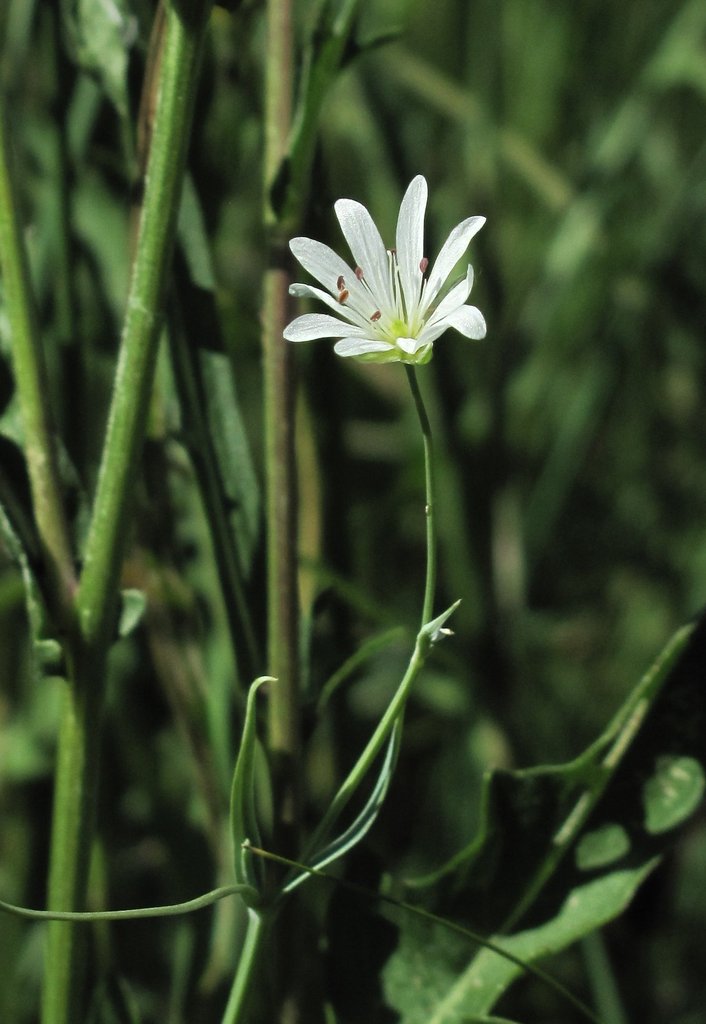 Stellaria palustris